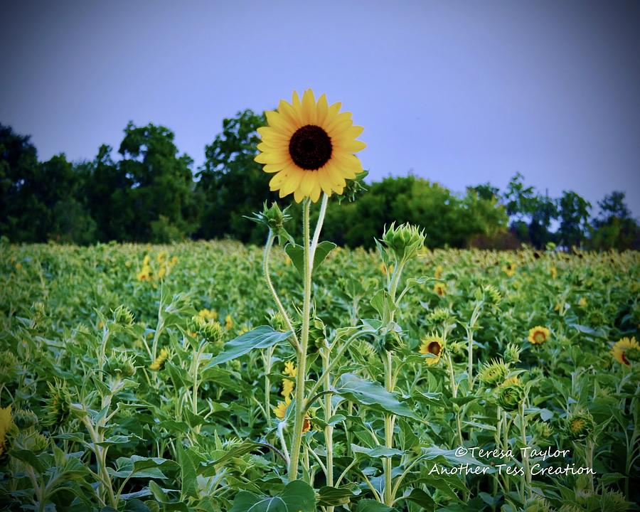 Over Achiever Photograph by Teresa Taylor - Fine Art America