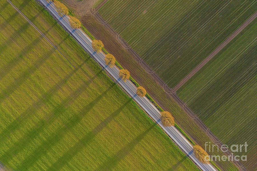 Over Skagit Trees Shadows Angle Photograph by Mike Reid