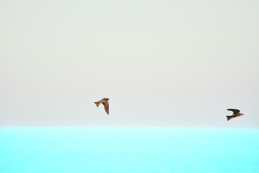 Bird Photograph - Over the Blue by Running J