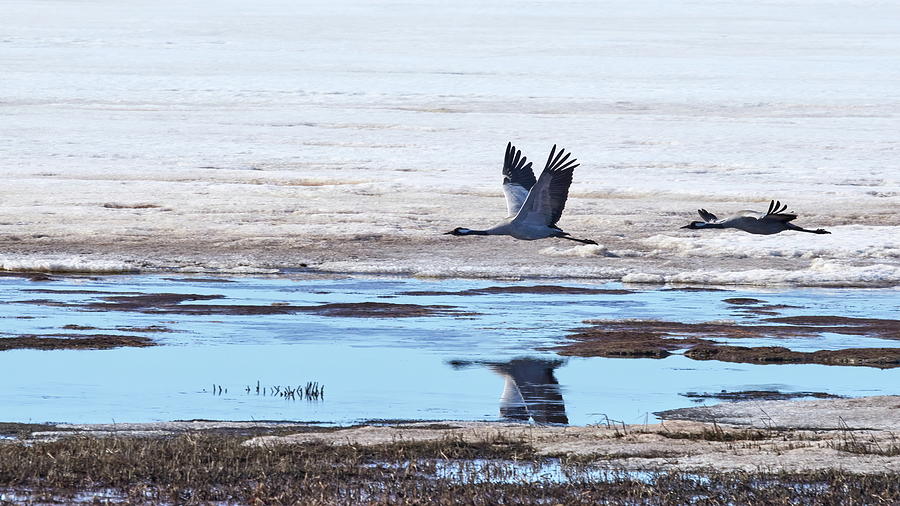 Over the mirroring water. Eurasian crane Photograph by Jouko Lehto