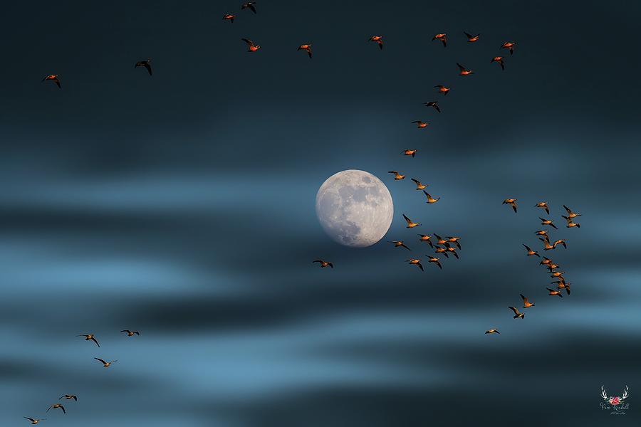 Over the Moon Photograph by Pam Rendall