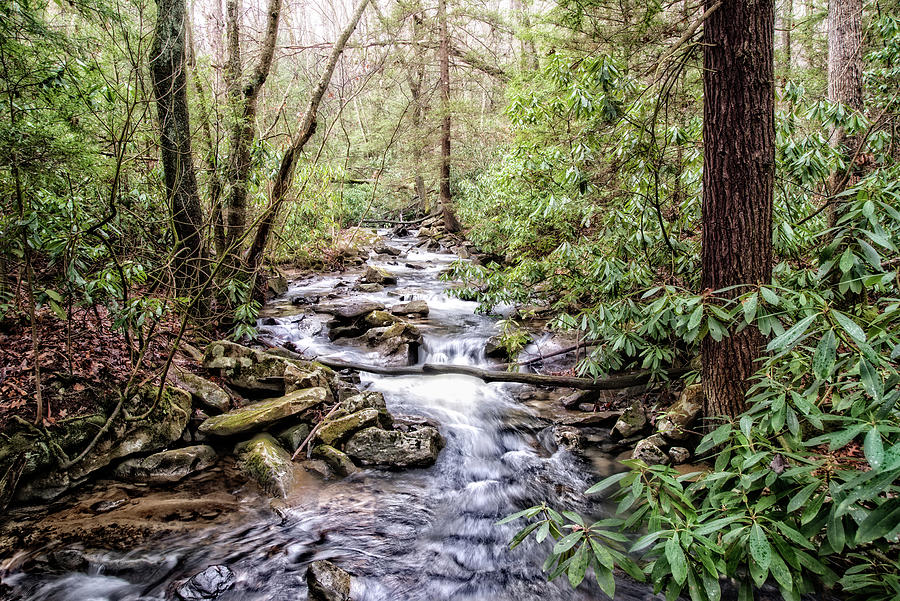 Spring Photograph - Over The River And Through The Woods by Julie Mann Sperry
