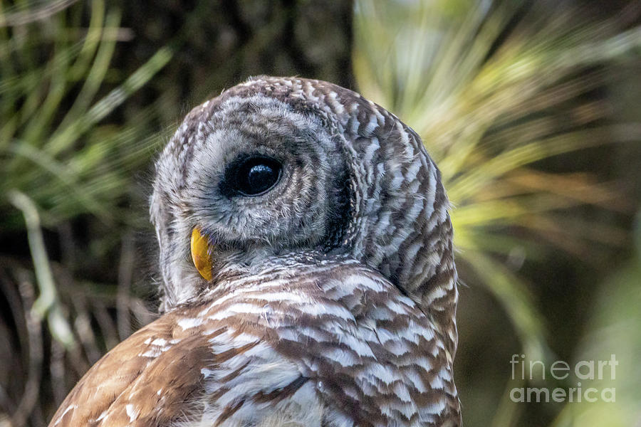Over the Shoulder Owl View Photograph by Tom Claud