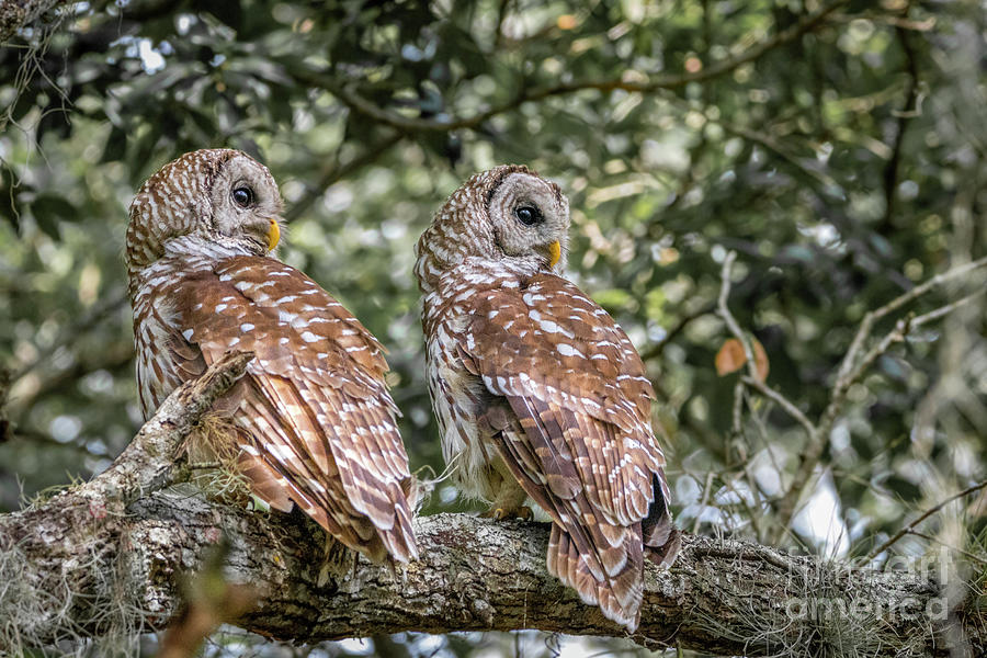 Over the Shoulder Owls Photograph by Tom Claud