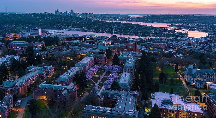 Over the University of Washington Cherry Blossoms Quad Photograph by Mike Reid