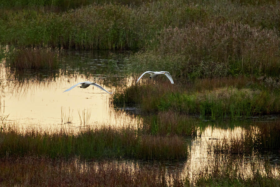 Over the wetlands. Whooper swan Photograph by Jouko Lehto