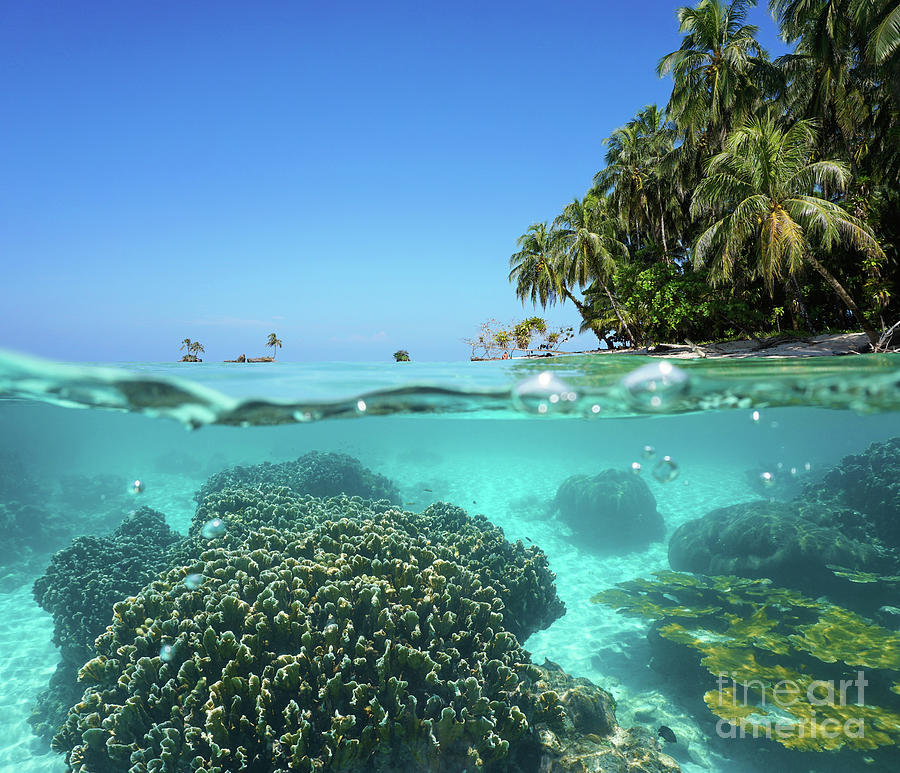 Over under sea tropical shore and coral underwater Photograph by Dam ...