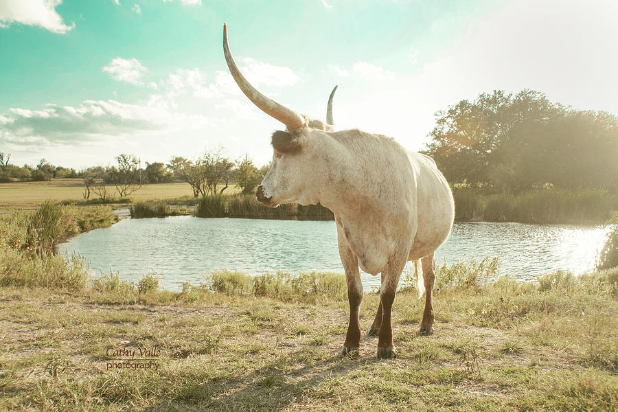 Over your shoulder - Texas longhorn cow Photograph by Cathy Valle