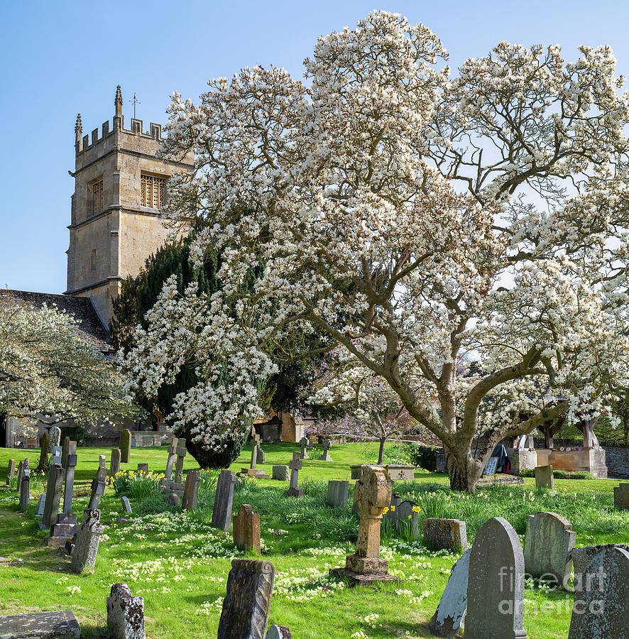 Overbury Village Church Magnolia Tree in Spring Photograph by Tim Gainey