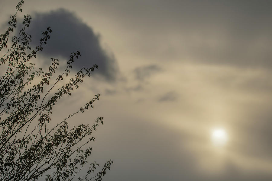 Overcast Sunrise 8116-012521 Photograph by Tam Ryan
