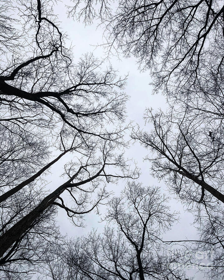 Overcast Tree Limbs Photograph by Mark Berry | Fine Art America