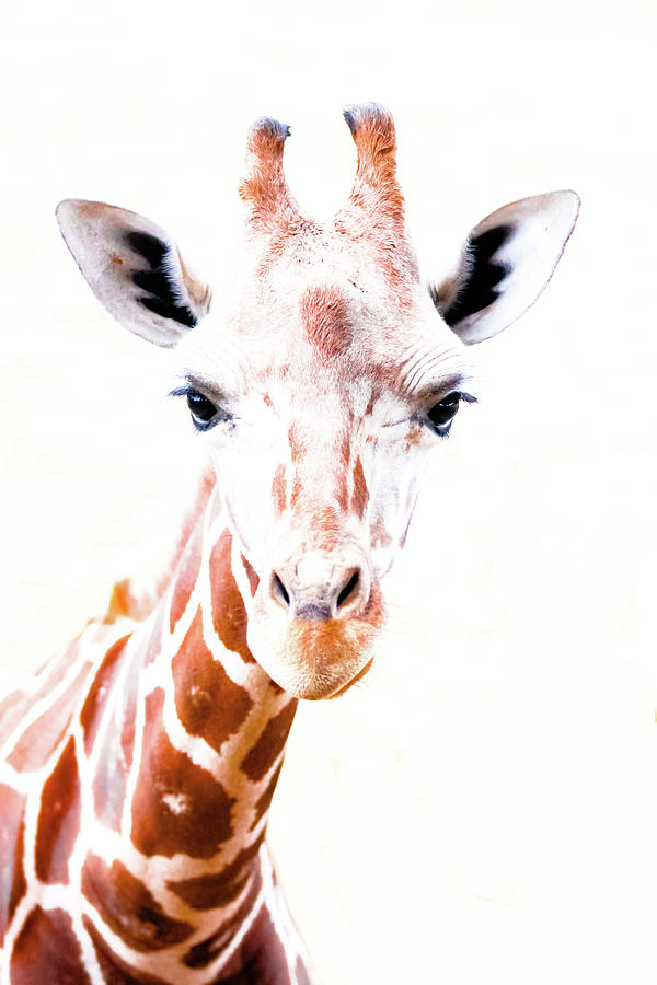 Overexposed Giraffe Photograph