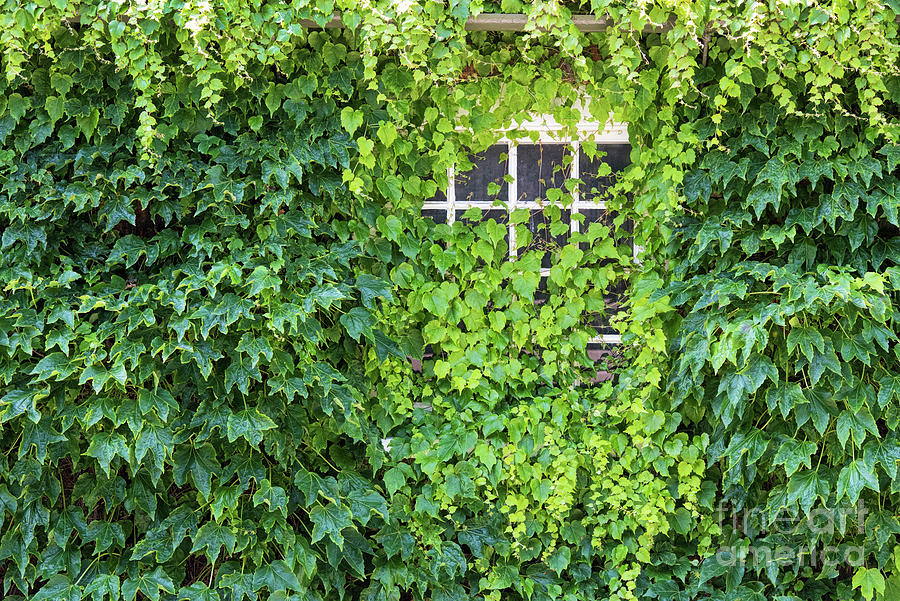 Overgrown Boston Ivy Photograph by Tim Gainey