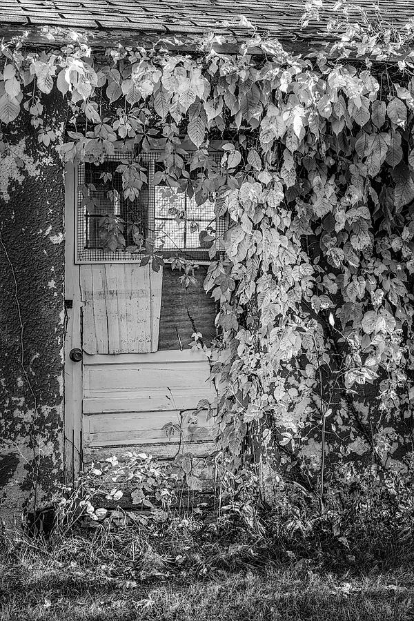 Overgrown BW Photograph by Susan Candelario