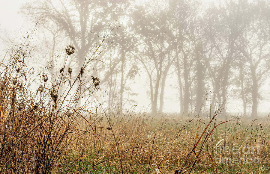 Overgrown Field Foggy Morning Photograph by Jennifer White