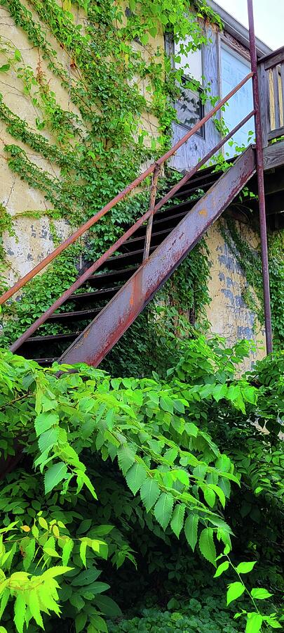 Overgrown Stairs Photograph by Ally White Overgrown Stairs Photograph by Ally White