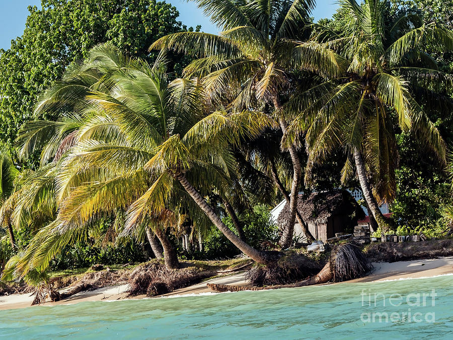 Overhanging palms on the shoreline Photograph by Claudio Maioli