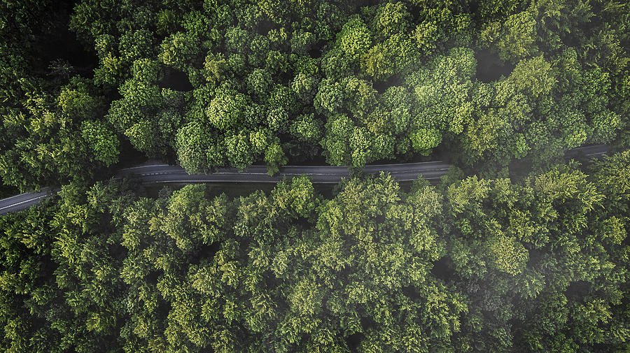 Overhead aerial view of road between green trees, Naestved, Denmark Photograph by Caia Image