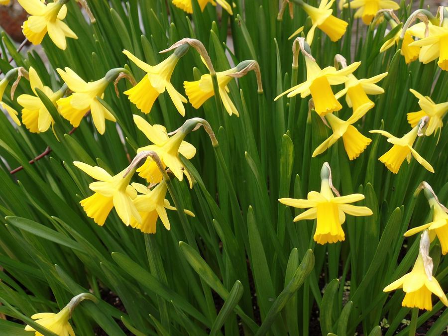 Overhead View Of Daffodils. Photograph by Marcius Wadlow