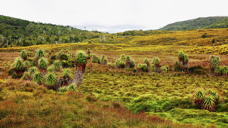 Overland Track Landscape - Tasmania  Photograph by Lexa Harpell