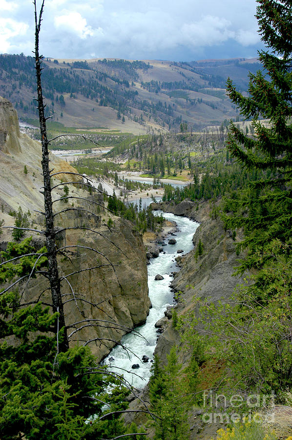 Overlook of the Yellowstone river in Yellowstone National Park, Wyoming. Photograph by Gunther Allen
