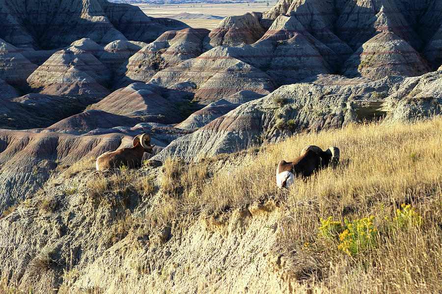 Overlooking The Badlands Photograph by Shane Bechler