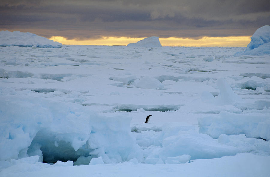Overview Of A Lone Adelie Penguin In The Antarctica Photograph by David W. Hamilton