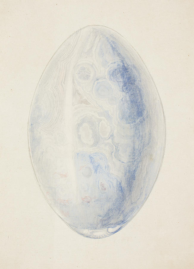 Overview of Oval Shell Stone Drawing by Giuseppe Grisoni
