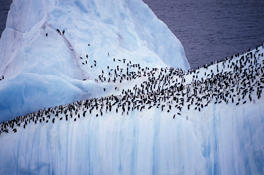 Overview Of Penguins On Iceberg Photograph by Joseph Van Os