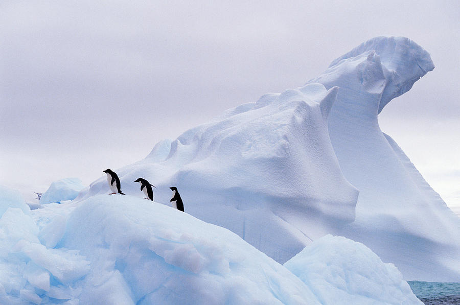 Overview Of Three Penguins On An Iceberg Photograph by Joseph Van Os
