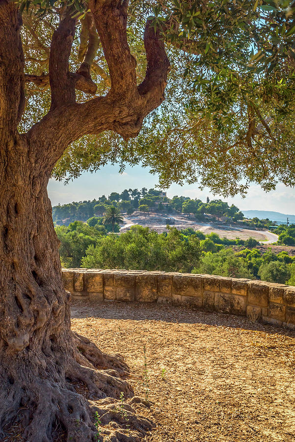 Overview Of Tzipori National Park In Israel Photograph By Barb Gabay ...