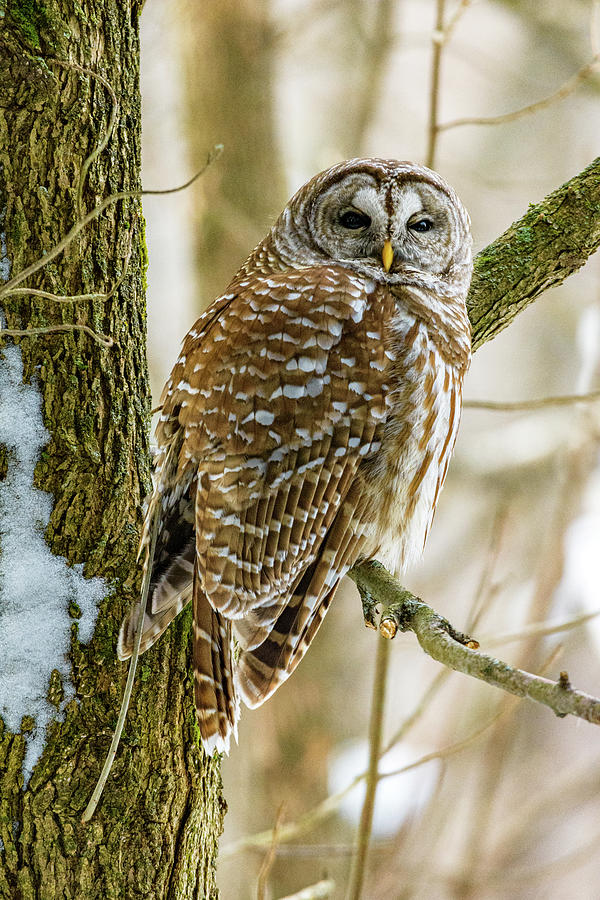 Owl 4 Photograph by Zach Hall - Fine Art America