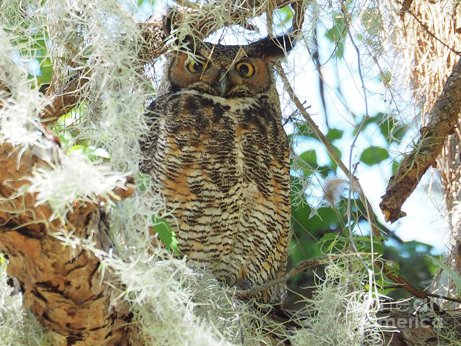 Owl Photograph by Adrienne Franklin