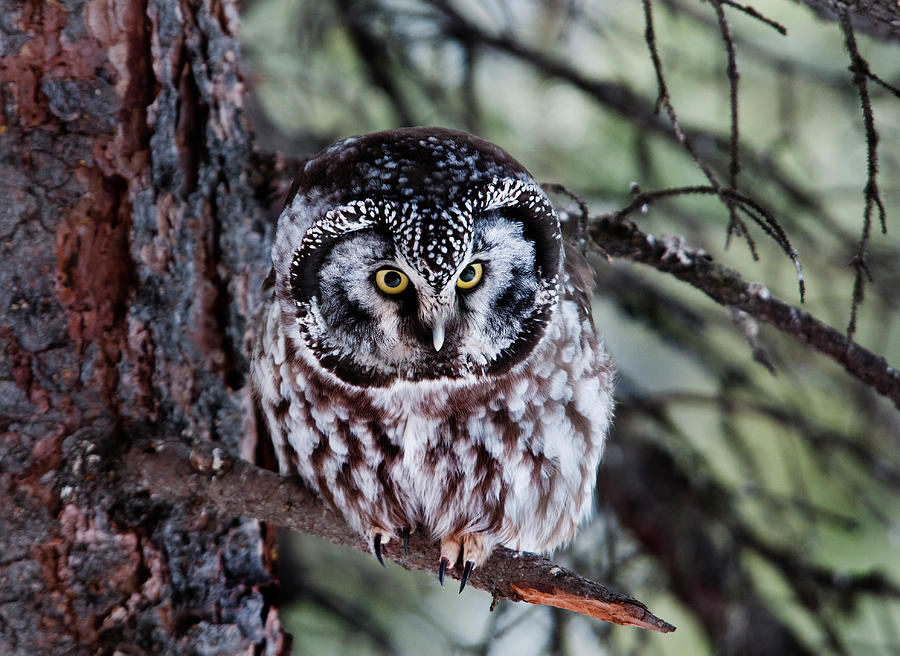 Owl Aegolius Funereus Denali National Park Alaska Photograph