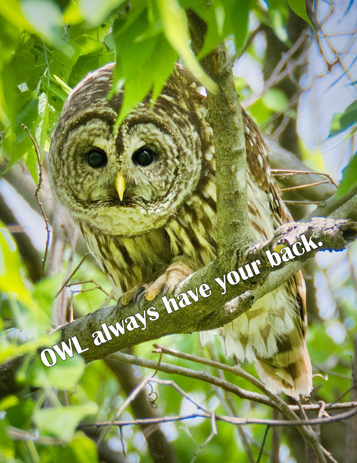 Owl Always Have Your Back Photograph by Judy Cuddehe