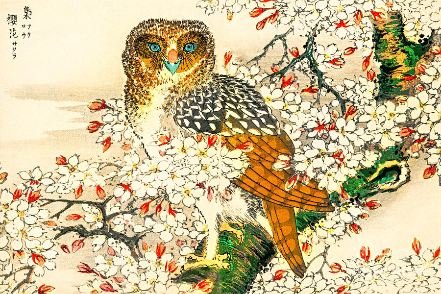 Owl and Cherry Blossoms Painting by Peter Ogden