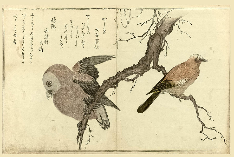 Owl and jay on tree branch Drawing by Kitagawa Utamaro