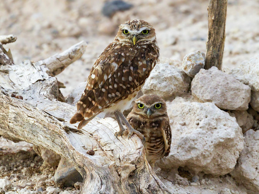 Owl and Owlet Photograph by James Marvin Phelps