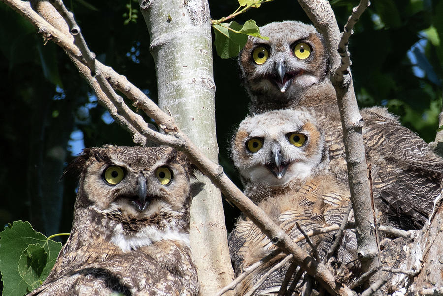 Owl and Owlet's Photograph by Andria Hernandez | Fine Art America