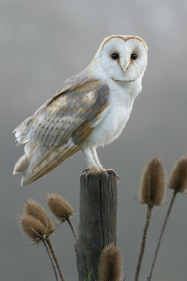 Owl And Teasels Photograph by Simon Litten - Fine Art America