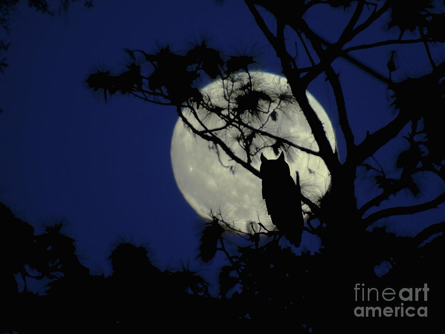 Owl And The Full Moon Photograph by D Hackett