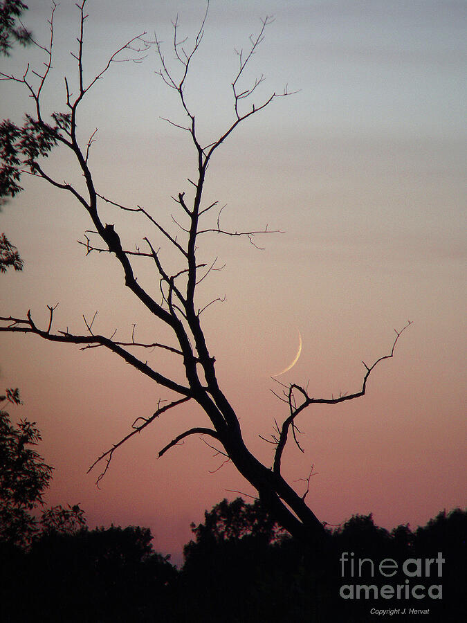 Owl and Very Young Moon Photograph by James Hervat Owl and Very Young Moon Photograph by James Hervat