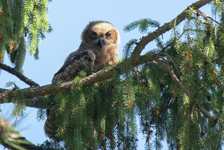 Owl Baby Photograph