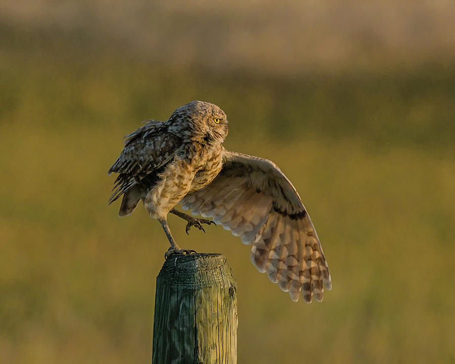 Owl Be Showing Off Photograph by Yeates Photography