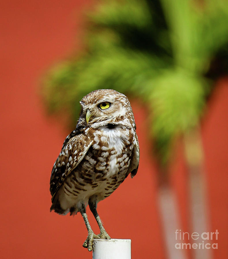 Owl Beauty Photograph by Joanne Carey