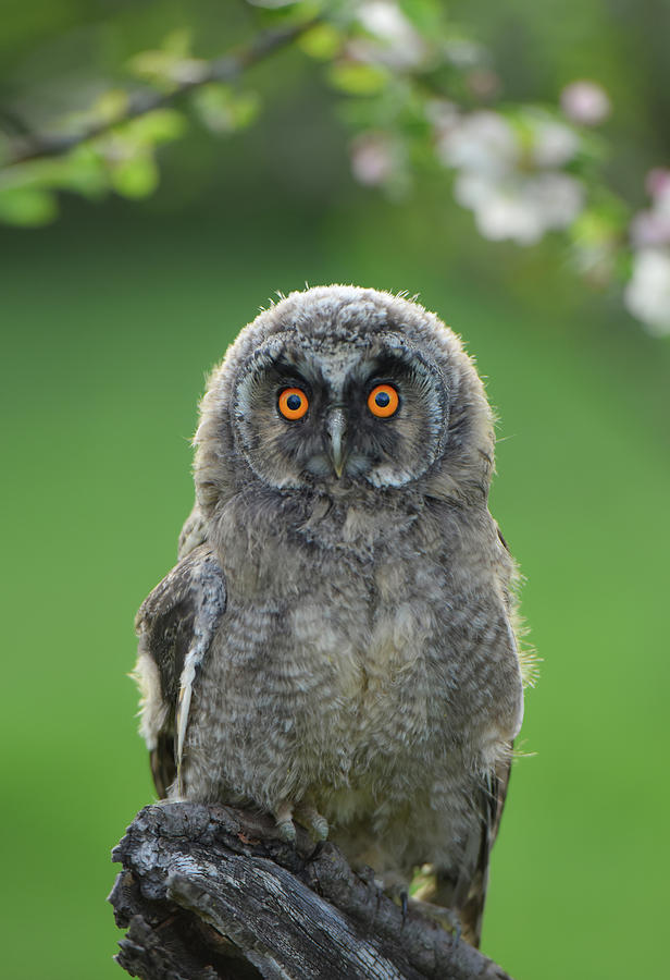 Owl Photograph - Owl by Bess Hamiti