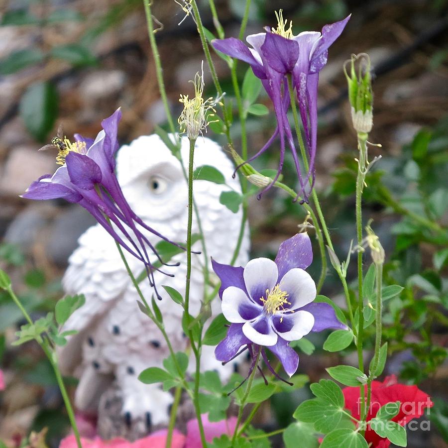 Owl, Bug and and Purple Columbines Photograph by Phyllis Kaltenbach