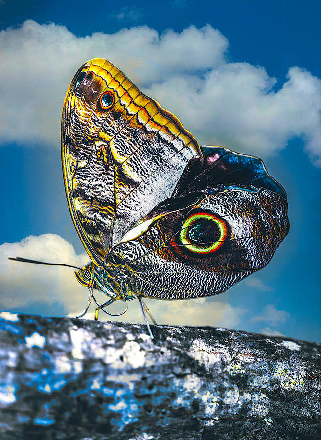 Owl Butterfly #1 Digital Art by Steven Parker