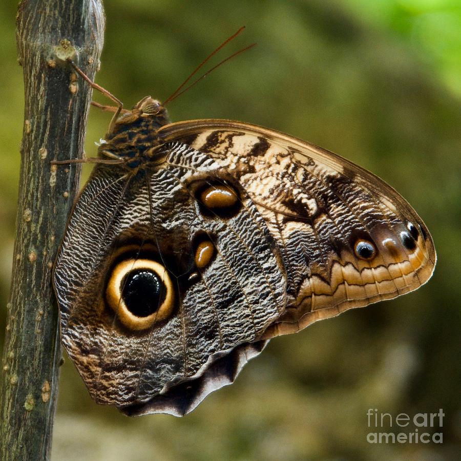 Spring Photograph - Owl Butterfly by AnnaJo Vahle