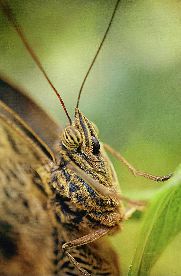Owl Butterfly Close-Up Photograph by Maria Angelica Maira
